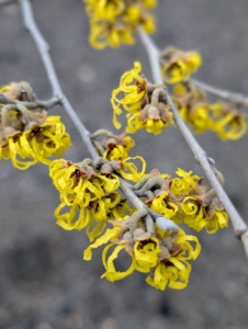 The flowers are able to curl inward to protect the inner structures from freezing during cold wintery weather.