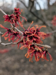 Japanese witch hazel, Hamamelis japonica, has showy yellow or red flowers.