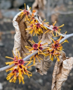 Hamamelis x intermedia ‘Jelena’ is a popular cultivar with its coppery orange flowers that appear in early to mid-winter.