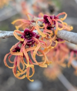 Gardeners usually plant witch hazel for its ornamental qualities – in spring and summer witch hazel is a very attractive plant with dark green leaves and graceful, spreading shapes.