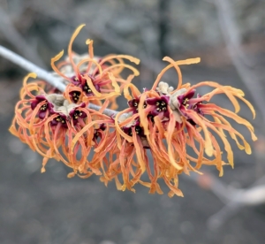 Witch hazels need a winter chill to achieve full flowering. For best results, temperatures should drop to at least 30-degrees Fahrenheit. Most of the species and cultivars are hardy down to negative 10-degrees Fahrenheit.