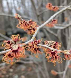 Witch hazel will grow in one of six basic shapes – upright, vase-shaped, oval or rounded, spreading, horizontal or weeping.