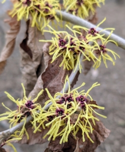 While most varieties reach 10 to 20 feet high and wide at maturity, witch hazels can be kept smaller with pruning once they are finished blooming.