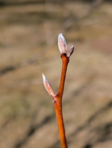 Looking closely, many of the trees are showing off their spring buds. These are on the branches of a Stewartia tree.