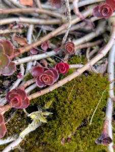 This is a red sedum. Sedum, a large genus of flowering plants, are also known as stonecrops and are members of the succulent family. Sedum does really well growing between the crevices in stone walls. We planted this sedum several years ago. Most sedum has a trailing nature – I love how it grows on the side of this wall outside my Winter House.