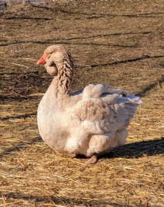 This buff-brown goose is a Toulouse. On this breed, the bill is stout, the head large and broad, and the moderately long neck is thick and nearly straight. Often suspended from the lower bill and upper neck is a heavy, folded dewlap that increases in size and fullness with age. The body is long, broad and deep, ending in a well-spread tail that points up slightly. The Toulouse has a rounded breast, and often exhibits a wide keel. The abdomen is double-lobed and often brushes the ground, particularly in females during the early spring.