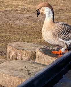 Each pool has steps, so it is easy for the geese to get in and out whenever they please.