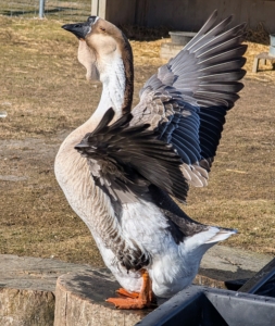 Geese are both smart and entertaining. And although these domestic birds are not good fliers, they do love to spread their wings. During breeding season, a gander’s pre-mating behavior also consists of wing spreading, stretching, and flapping.