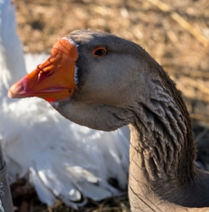 This gander is “Bear.” He was hatched as a singleton a couple of years ago. He and a Sebastopol goose seem to be very happy together.