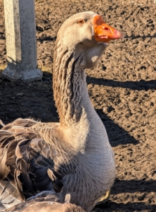 "Bear” and the other sentinels come honking and hissing at anyone who comes near. Thanks to their honks, these geese make excellent guardians. They can scare off any animals on the ground and they’re great at spotting aerial predators, such as hawks and falcons.