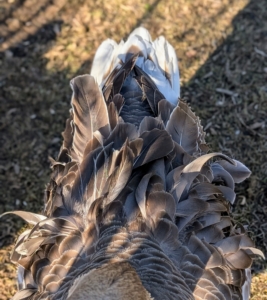 The tail of a goose is relatively short - just a few inches. And while the tail itself may not be very strong, the overall strength of a goose is attributed to its powerful body muscles and bones.