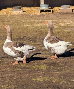 These are my Pomeranian geese – the oldest of all my geese. They guarded my chickens for several years, but seem very happy to be with their goose friends.