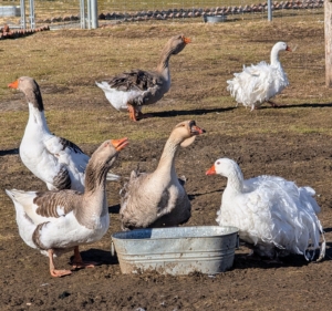 My geese have a large yard, but they love to gather close together most of the time. I am very happy that all my geese get along so well. A group of geese on land is called a gaggle. This is because when geese get together they can get quite noisy and rowdy.