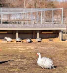 Waterfowl don’t need roosts – they are very happy sleeping on the ground, but this shelter in one corner of the pen does protect them from strong winds. This area is also lined well with hay for laying eggs.