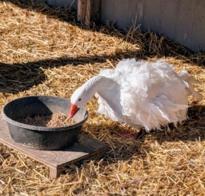 In addition to the fresh greens I give all my birds, I fortify their diet with a mix specifically made for waterfowl.