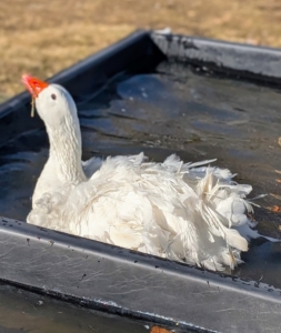 Geese also prefer to mate in water. It is safer to provide these shallow containers. They seem to like them.