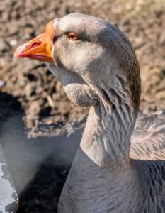 However, geese don’t require a pond or large swimming pool – they swim much less than ducks and are content with a small dipping pool where they can dunk and clean their noses and beaks.