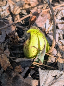 Here is a lighter green-yellow variety.