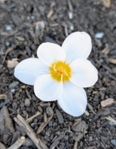 Beneath my allée of pin oaks and in an area near my blueberry bushes, I grow white crocus. They only reach about four inches tall, but they naturalize easily, meaning they spread and come back.