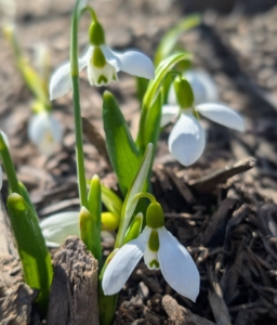 Snowdrops are characterized by three small inner petals and three outer petals, which are spoon shaped and longer than the inners.