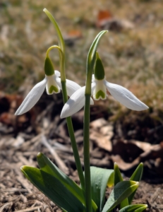 However, snowdrops are toxic plants for humans, dogs, and cats.