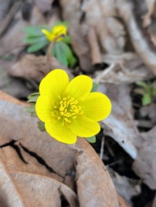 The yellow flowers are small, cup-shaped, and are typically yellow or white, with five to nine petal-like sepals.