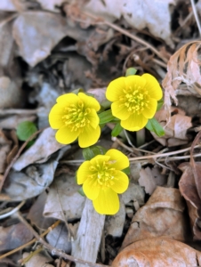 Eranthis, or winter aconite, is a genus of eight species of flowering plants in the family Ranunculaceae – the Buttercup family. Winter aconite produces such cheerful flowers that appear in late winter or earliest spring. They are deer resistant and multiply more and more every year.