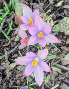 And here are some pink crocus. Crocus blossoms attract winter-weary bees that are drawn to the rich, golden pollen inside each flower.