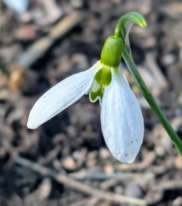 This is a snowdrop, Galanthus. The genus name refers to the white color of the flowers – gala is Greek for “milk,” while anthos is Greek for “flower”.