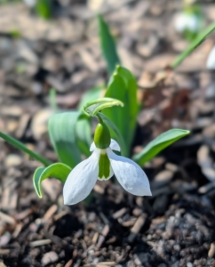 These flower heads can be ‘single’ – one layer of petals – or ‘double’ – multiple layers of petals. And notice the inner petals – they can be blotched heavily with green…