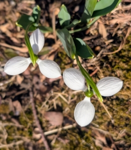 One of the most cultivated is Galanthus nivalis, usually known as the garden snowdrop. Here is a view from above the base of the flower, where it begins to nod.