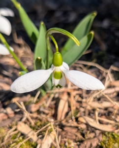 Snowdrops should be planted in light to moderate shade and moist but well-drained soil.