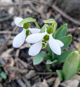 Galanthus is a small genus of approximately 20 species of bulbous perennial herbaceous plants in the family Amaryllidaceae. They are native to Europe and the Middle East.