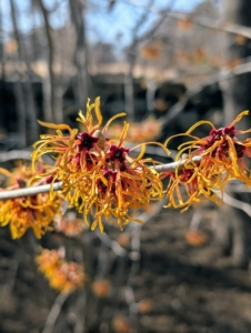 The witch-hazel continues to bloom nicely. It grows as small trees or shrubs with clusters of rich orange-red to yellow flowers. They’re very hardy and are not prone to a lot of diseases. Most species bloom from January to March and display beautiful spidery flowers that let off a slightly spicy fragrance.