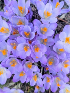 And just like that there are flowers popping up everywhere. Crocus is an early season flower that pops up usually in shades of purple, yellow, and white. There are about 90 different species of crocus that originate from Southern Europe, Central Asia, China, the Middle East, and Africa.