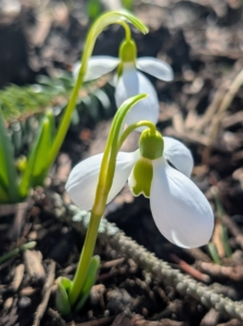 And do you know... Galantamine, a substance found in the plant, is used to treat Alzheimer's disease symptoms? Galantamine is found in a variety of plant sources, such as Amaryllis, Leucojum, and Narcissus.