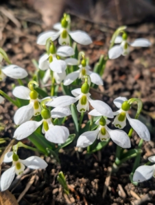 Plant snowdrops in groups to create an eye-catching display come spring.