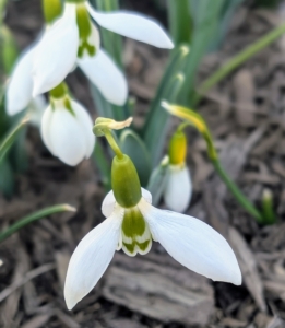 I've planted snowdrops in many different areas around the farm – outside my Winter House, in beds surrounding my Tenant House, under the large London plane trees in my maze, and in many other areas where they can be seen and enjoyed during the early days of spring.