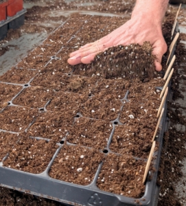 Once all the seeds are planted, Ryan covers the trays with a top layer of soil mix and pats it down gently to ensure good contact.