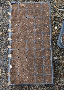 Within the next week sprouts will start appearing in the trays. I hope these blogs help remind you what you can do to get ready for the next gardening season. If you can, start some seeds today.