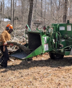 Once the trees are down in one area, manageable tree limbs and branches are put through the chipper.
