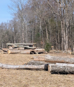 The crew has removed lot of dead, damaged, and diseased trees. Many of them are ash trees infested and killed by the emerald ash borer.