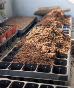 Seed starting trays are available at garden supply shops and can be saved and reused every year. They are usually made from plastic, biodegradable paper or compressed peat.