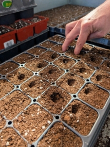 Ryan creates a quarter-inch deep furrow in the middle of each compartment by pressing a finger gently into each cell. This can be done pretty quickly, even with multiple trays. The depressions are just deep enough to hold the seed in place.