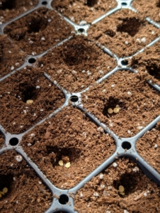 One to three seeds is dropped into each cell. Pepper and eggplant seeds are small, so one must take time dropping them into the tray cells. It’s also a good idea to keep a record of when seeds are sown, when they germinate, and when they are transplanted. These observations will help organize a schedule for the following year.