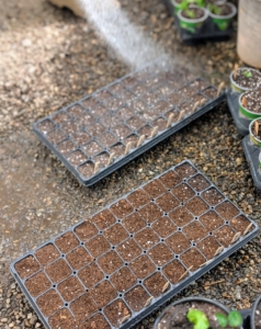 The trays are all given a good watering.