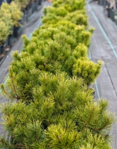 Mugo pines are popular and interesting evergreens. They add texture, color, and pleasing shape to the garden. I nurtured these specimens from bare root cuttings and they've done so well these last couple of years. It's time to plant them in their permanent spots.