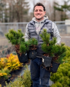 Here's my head gardener, Ryan McCallister, moving a selection of Mugo pines to my pinetum for a border.