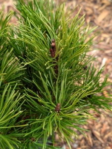 Mugo pines, Pinus mugo, are dense shrubs native to mountainous areas in central and southern Europe. The will make a nice border for this garden.