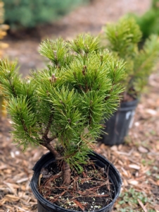 All the potted pines are unloaded and placed to the side while the area is prepared for planting.